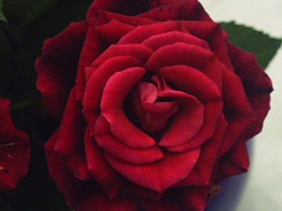 Rosen_vom_plus_7.jpg
