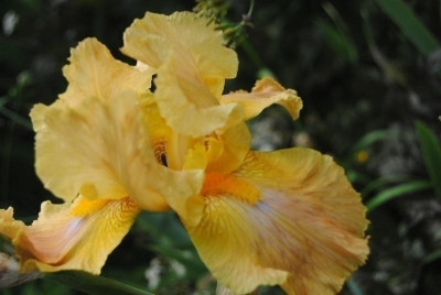 rosen 1. juni 024.jpg