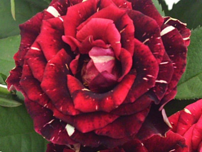 Rosen_vom_plus_4.jpg
