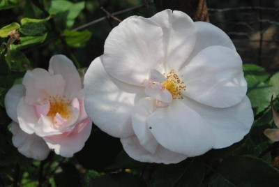 rosen 1. juni 056.jpg
