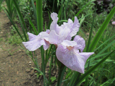 Iris sibirica 'Lavender Bounty' Saemling open pollinated.jpg