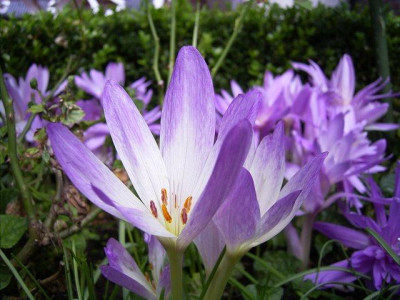 Colchicum2k.jpg