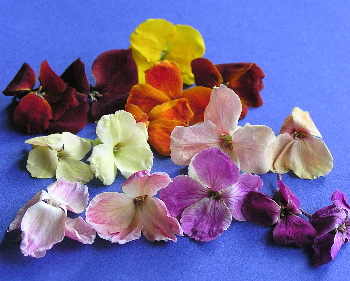Potpourri-6.jpg