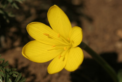 sternbergia_lutea_2513.jpg