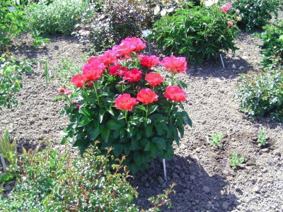 Bot.Garten2 055.jpg