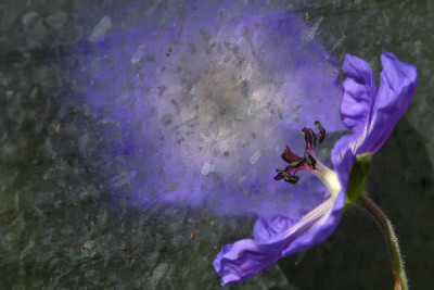 Geranium-Sep-1.jpg