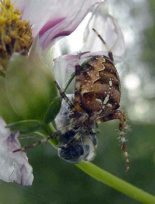 Spinne4.jpg