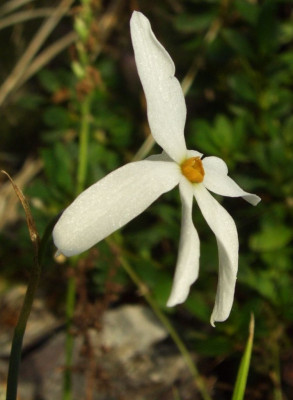 Narcissus_serotinus.jpg
