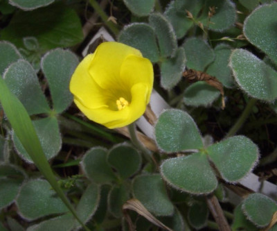 Oxalis_purpurea_Ken_Aslet.jpg