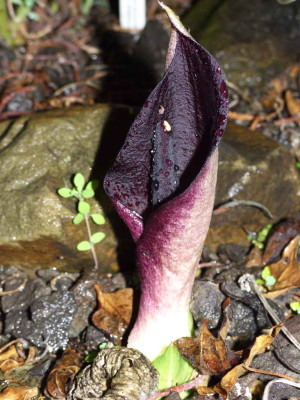 Arum_pictum.jpg