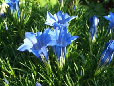 Gentiana_sino-ornata_Starlight.jpg