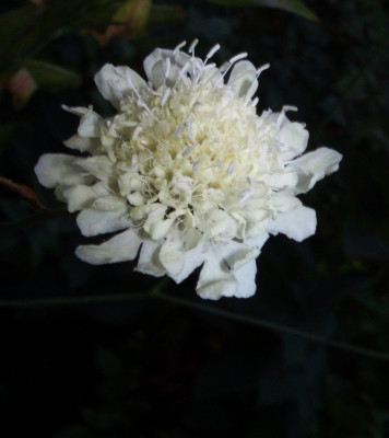 Scabiosa_ochroleuca.jpg