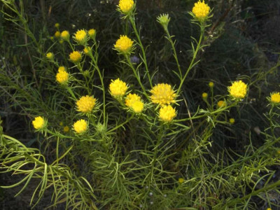 Aster_linosyris.jpg