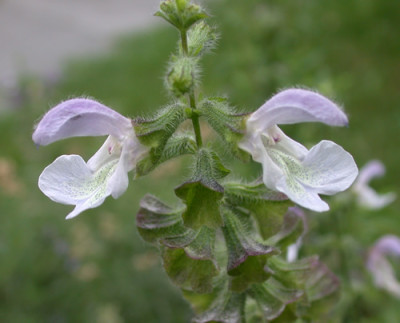 Salvia_africana_caerulea_9357_94.jpg