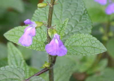Salvia_amarissima_9502_94.jpg