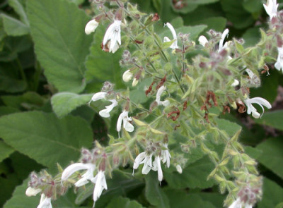 Salvia_broussonetii_9434_91.jpg