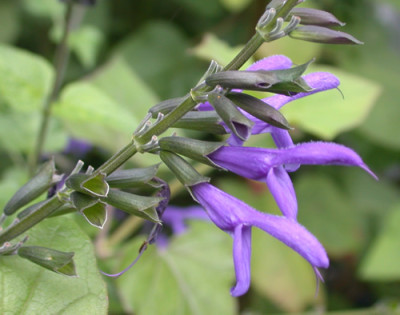 Salvia_cacaliifolia_9500_94.jpg