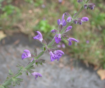 Salvia_cadmica_9368_94.jpg