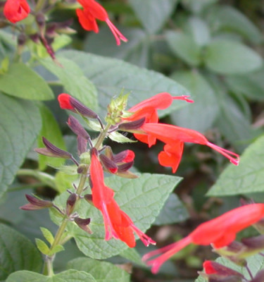 Salvia_coccinea_9416_89.jpg
