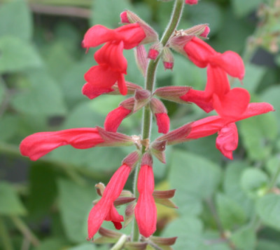 Salvia_darcyi_9489_94.jpg