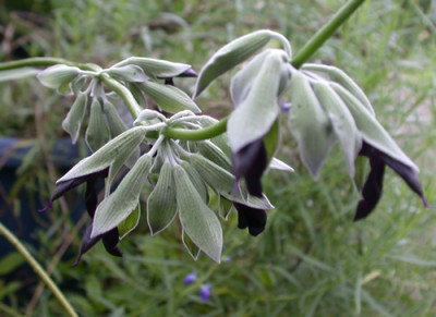 Salvia_discolor_9409_92.jpg