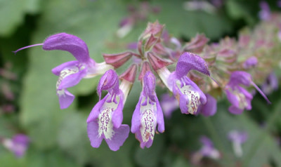 Salvia_forsskaolii_9448_94.jpg