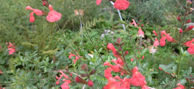 Salvia_gregii_9385_88.jpg