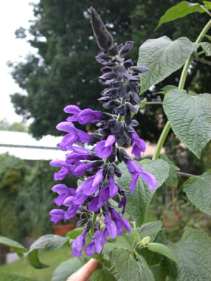 Salvia_guaranitica_9350_88.jpg