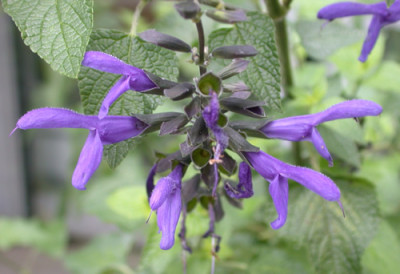 Salvia_ianthina_9499_92.jpg