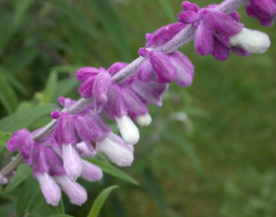 Salvia_leucantha_9495_94.jpg