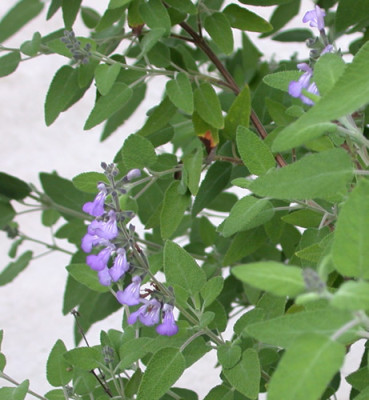 Salvia_melissodora_9486_87.jpg