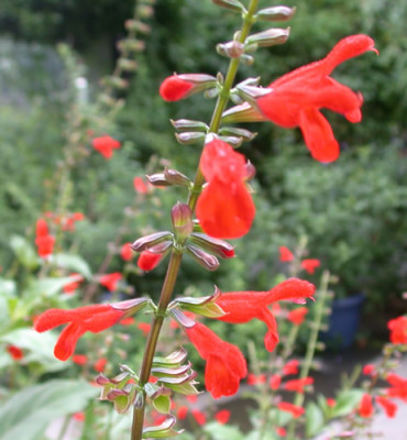 Salvia_miniata_9478_89.jpg