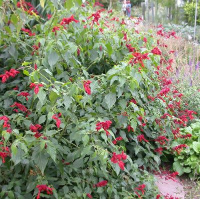 Salvia_Splendens_9451_63.jpg