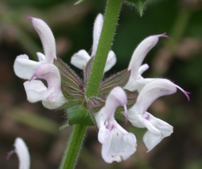 Salvia_staminea_9465_94.jpg