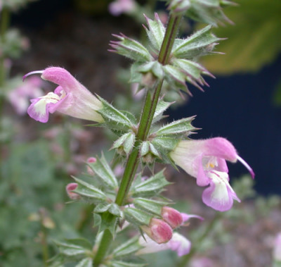 Salvia_taraxacifolia_9433_92.jpg
