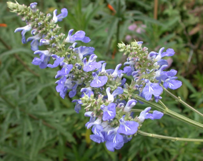 Salvia_uliginosa_9403_88.jpg