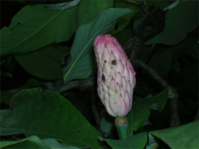 2005_Magnolie.jpg
