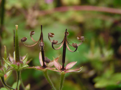 geranium_thunbergii_samenstand.jpg