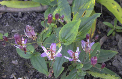 Tricyrtis_hirta_Taiwan_AbdaneRimg0213.JPG