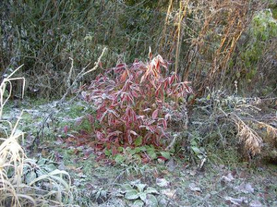 Itea_Merlot_Frost_2007_Entfernung.jpg