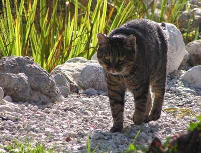 kater_tommy.jpg