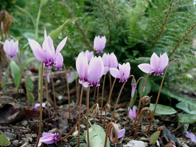 09150005_eCyclamen_hederifolium.JPG