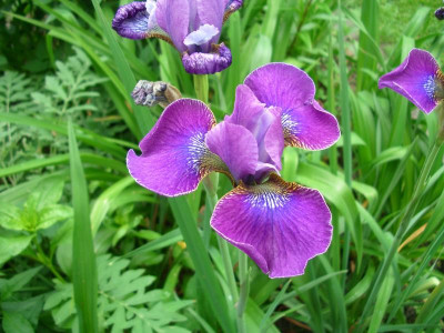 IMGP8528.JPG