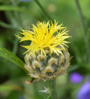 Centaurea_glastifolia.15-3.jpg