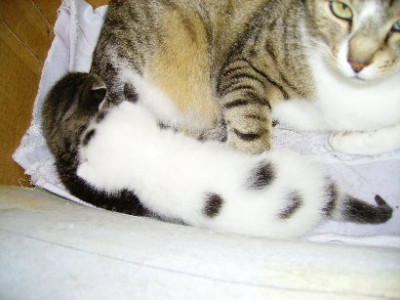 katzenbabies.JPG
