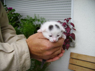 katzenbaby.JPG