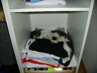 kastenkatze.JPG