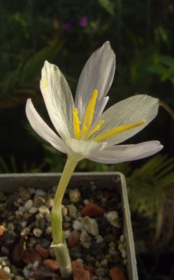Crocus_goulimyi_Mani_White.jpg