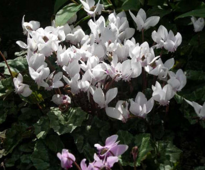Cyclamen_hederifolium_2005-09-20.JPG