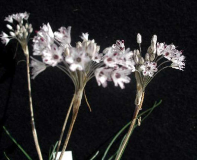 Allium_callimischon_var.haemostictum_2005-09-20_001.JPG